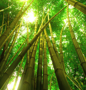 http://www.dreamstime.com/stock-images-bamboo-tree-3-image1083794